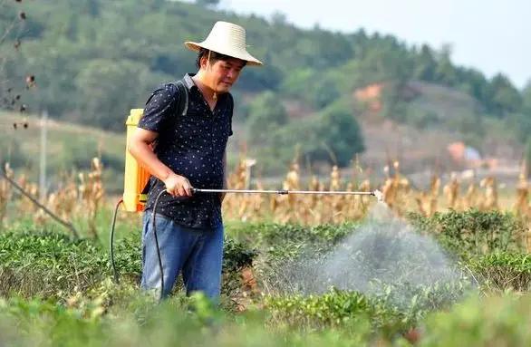 名茶虽然多 选择却犯难AG真人国际【关注】(图5)