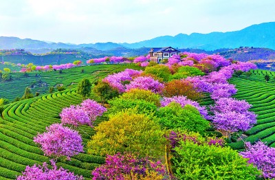 茶缘连山海 茗香飘两岸AG真人九游会登录网址